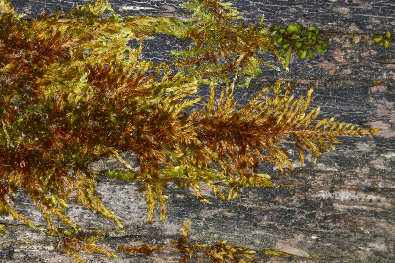 Platygyrium repens